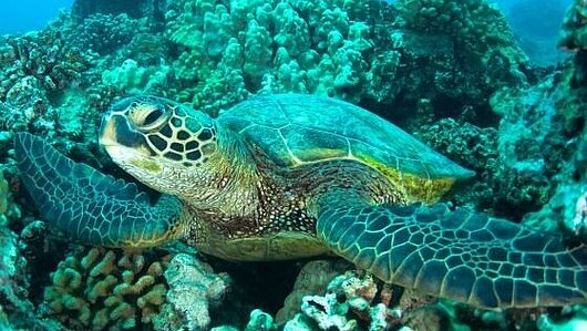 Meeresschildkröte in türkiser Unterwasserwelt von Guadeloupe mit Korallen Meeresschildkröte in türkiser Unterwasserwelt von Guadeloupe mit Korallen