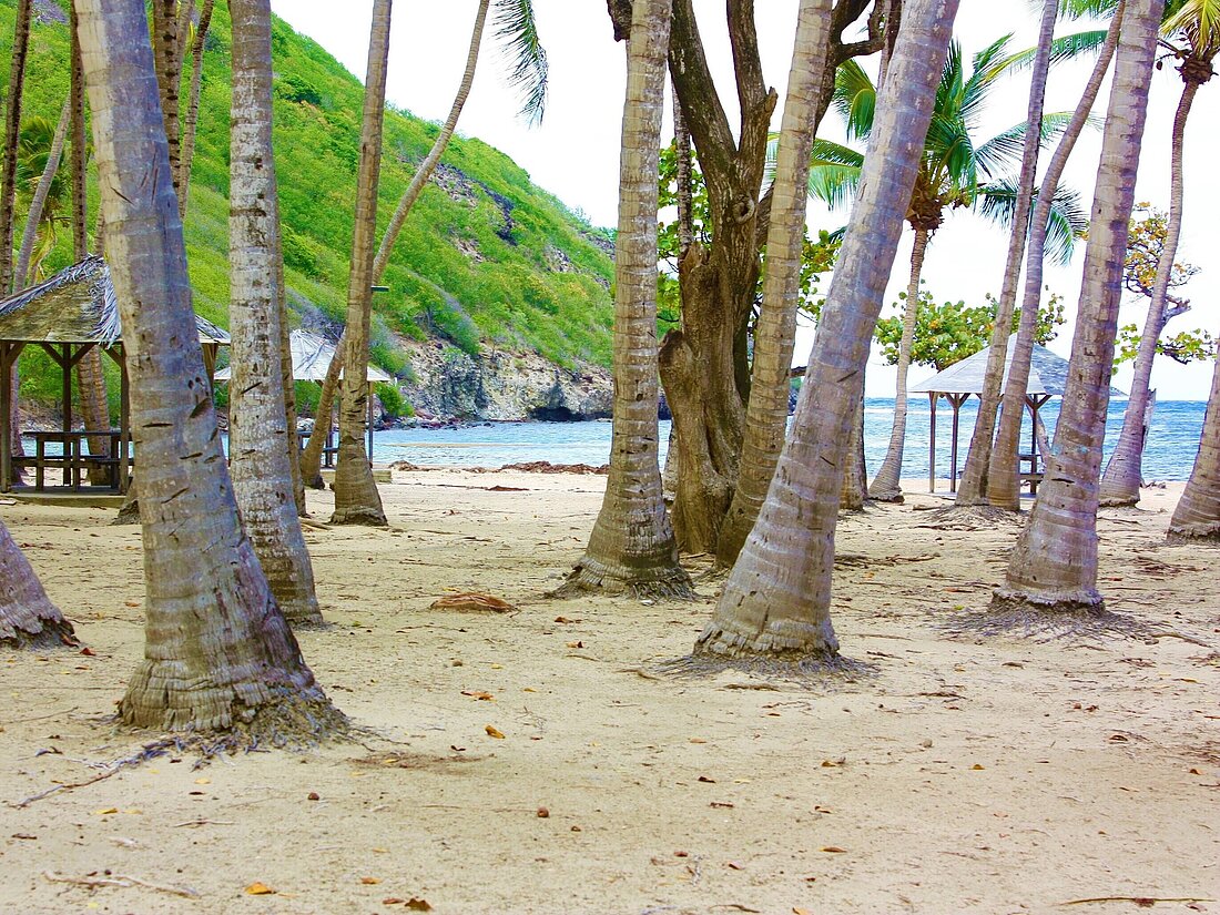 Sandstrand mit vielen Palmen einer kleinen Hütte und im Hintergrund das Meer