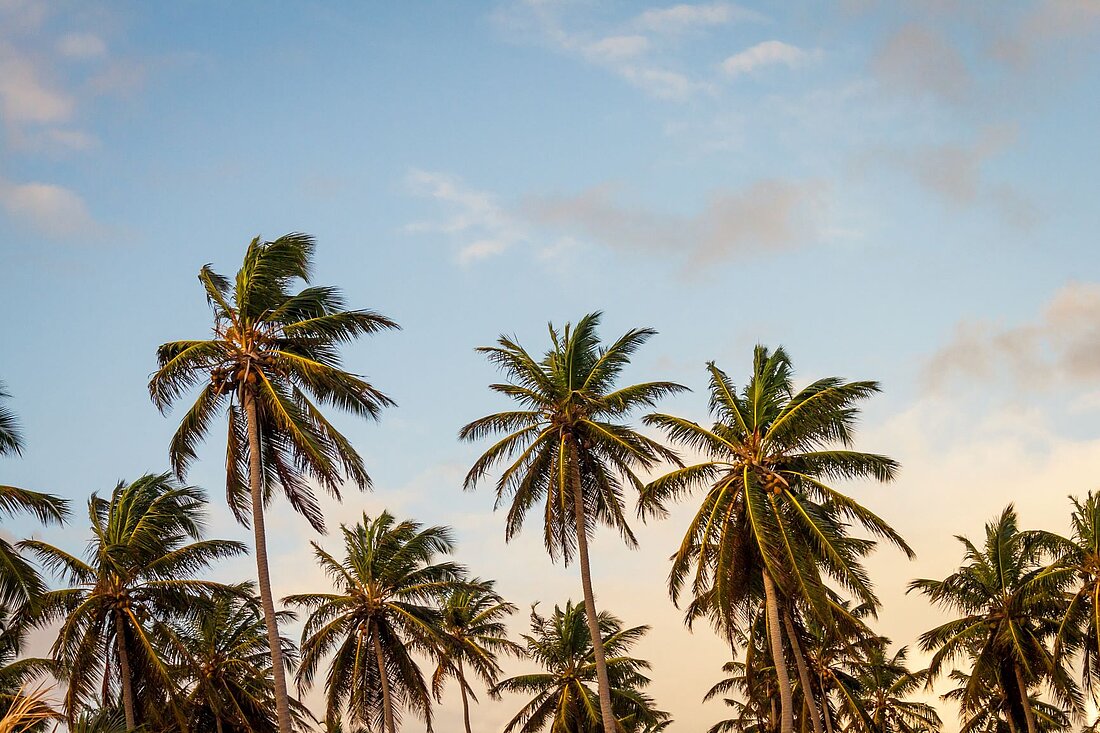 Palmen vor blau, rosa Himmel von Martinique bei Abendlicht  Palmen vor blau, rosa Himmel von Martinique bei Abendlicht