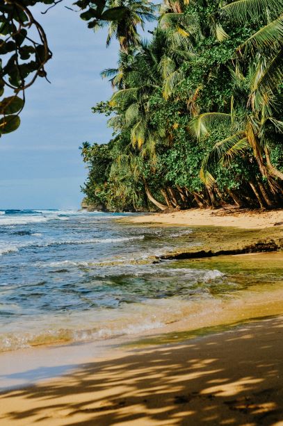 Paradiesischer Sandstand vor Antigua mit Bäumen Paradiesischer Sandstand vor Antigua mit Bäumen